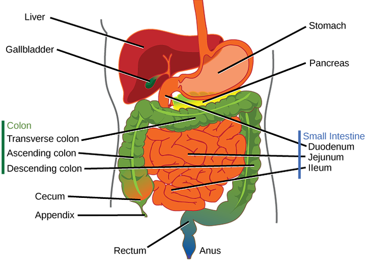 heal your intestines